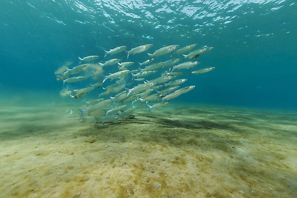 포토 JPG 해외이미지 식물 동물 모래 바다 백그라운드 자연 표면 어류 풍경 사람없음 물 파란색 컬러풀 햇빛 태양 바닷속 수중 광선 산호 아래 다이빙 장면 암초 깊이 소금물 이국적 침몰 파라다이스 해외202004 해외포토 자연요소 컬러 수영 수중동물 자포동물 방향 생태계 위치 수중스포츠 파일형식 이미지허브
