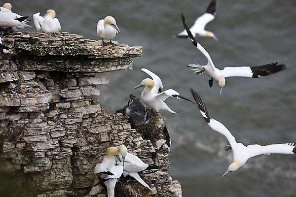 포토 JPG 해외이미지 야생동물 날개 자연 조류 사람없음 절벽 둥지 요크셔테리어 동물상 식민지 해외202004 해외포토 동물 조형물 테리어 생태계 파일형식 이미지허브