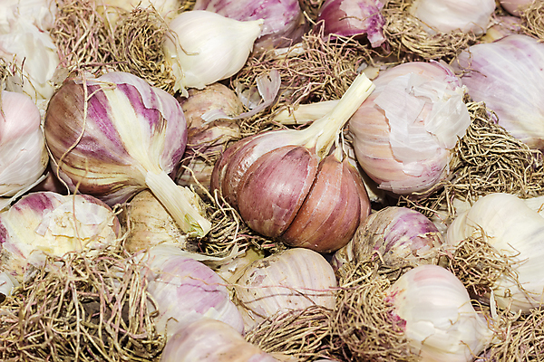 포토 JPG 해외이미지 식물 음식 백그라운드 농업 채소 마늘 요리 사람없음 수확 시골 양념 조미료 맛 상품 향신료 매움 아로마 뿌리 향료 숙성 해외202004 해외포토 산업 컨셉 향기 냄새 향미료 파일형식 이미지허브