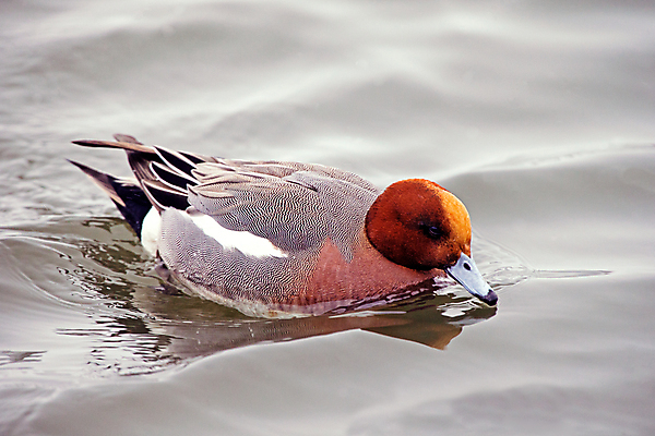 포토 JPG 해외이미지 유럽 조류 사람없음 젖음 습지 방목 북쪽 해외202004 해외포토 동물 나라 축산업 방향 파일형식 이미지허브