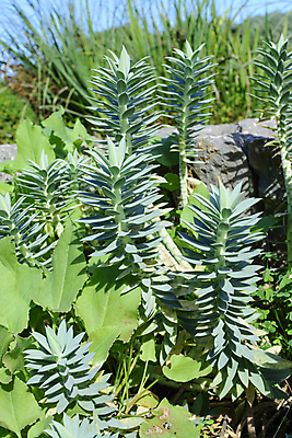 포토 JPG 해외이미지 식물 섬 잎 자연 사람없음 초록색 계단 정원 바위 잡초 스페인 지중해 유기농 원예 단계 내추럴 해외202004 해외포토 웰빙 유럽 바다 컬러 취미 돌_바위 생태계 파일형식 이미지허브