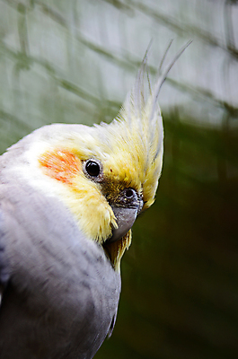 포토 JPG 해외이미지 동물 백그라운드 날개 자연 조류 사람없음 빨간색 반려동물 컬러풀 노란색 회색 흰색 깃털 앵무새 이국적 해외202004 해외포토 컬러 생태계 파일형식 이미지허브