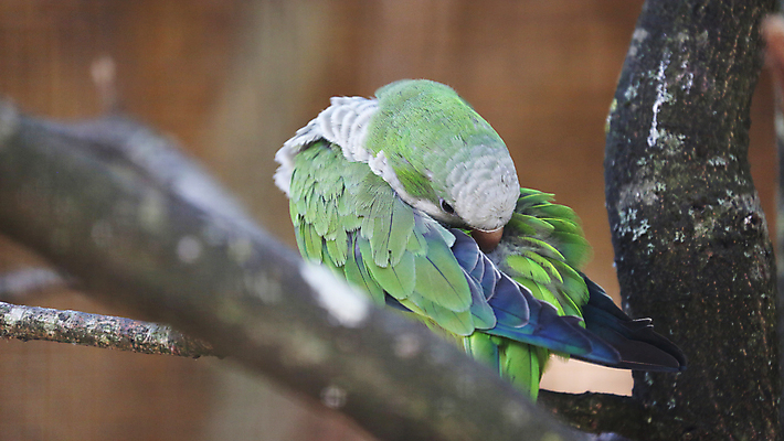 포토 JPG 해외이미지 나무 동물 유럽 야생동물 여행 자연 조류 종류 사람없음 야외 옆모습 초록색 여름 반려동물 컬러풀 귀여움 환경 미국 나뭇가지 관찰 스페인 승려 청소 깃털 호기심 부리 앵무새 솜털 바르셀로나 남쪽 아르헨티나 내추럴 이국적 잉꼬 해외202004 해외포토 식물 계절 감정 나라 뷰포인트 컬러 컨셉 북아메리카 모션 남아메리카 성직자 방향 생태계 파일형식 이미지허브