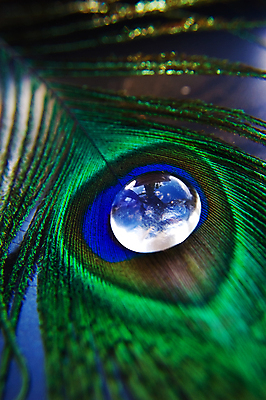 포토 JPG 해외이미지 백그라운드 패턴 자연 유리 조류 추상 프레임 기술 사람없음 장식 초록색 물 파란색 빛 활발 바위 우아함 떨어짐 공작 깃털 묘사 오브젝트 유기농 질감 꼬리 강렬 웅장함 완전 해외202004 해외포토 자연요소 동물 웰빙 컬러 컨셉 무늬 재질 돌_바위 생태계 파일형식 이미지허브