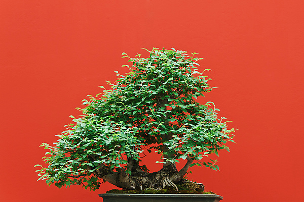 포토 JPG 해외이미지 나무 식물 전통 실루엣 아시아 문화 백그라운드 단풍 낙엽 잎 자연 동양인 사람없음 초록색 일본 중국 봄 미니어처 나뭇가지 냄비 작음 분재 난쟁이 고립 심기 옛날 가문비나무 해외202004 해외포토 계절 나라 컬러 모션 촬영기법 인종 모형 솥 크기 생태계 파일형식 이미지허브