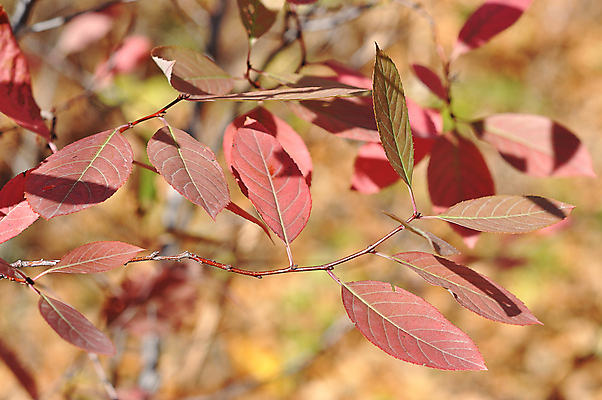 포토 JPG 해외이미지 나무 식물 계절 공원 백그라운드 단풍 잎 자연 사람없음 야외 장식 초록색 빛 컬러풀 갈색 노란색 환경 활발 가을 황금 숲 9월 질감 내추럴 해외202004 해외포토 공공시설 컬러 컨셉 날짜 생태계 파일형식 이미지허브