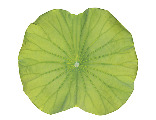 포토 JPG 해외이미지 모양 나무 식물 아시아 백그라운드 잎 패턴 자연 표면 추상 연꽃 미술 동양인 사람없음 초록색 여름 흰색 연못 묘사 질감 고립 해외202004 해외포토 계절 꽃 나라 컬러 무늬 문화예술 인종 생태계 파일형식 이미지허브