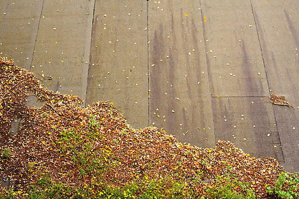 포토 JPG 해외이미지 식물 종이 단풍 잎 자연 지붕 그래프 추상 미래 건조 사람없음 초록색 갈색 환경 고통 회색 성장 덮개 가을 떨어짐 무서움 아스팔트 부활 시들음 부정적 분실 썩음 적자 처음 해외202004 해외포토 계절 감정 도로 컬러 컨셉 무늬 뚜껑 생태계 파일형식 이미지허브