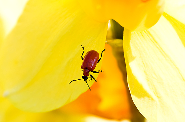 포토 JPG 해외이미지 식물 동물 꽃잎 곤충 잎 자연 사람없음 야외 빨간색 노란색 정원 맑음 벌레 동물상 해외202004 해외포토 꽃 컬러 날씨 조형물 생태계 파일형식 이미지허브