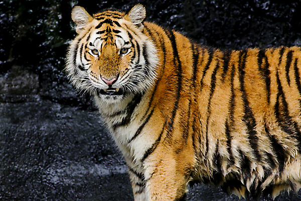 포토 JPG 해외이미지 동물 얼굴 야생동물 포유류 자연 수염 털 동물원 사람없음 머리 고양이 줄무늬 표현 호랑이 닫기 위험 큼 사파리 육식동물 멸종 노려봄 공격적 해외202004 해외포토 컨셉 무늬 모션 표정 신체부위 반려동물 크기 생태계 파일형식 이미지허브