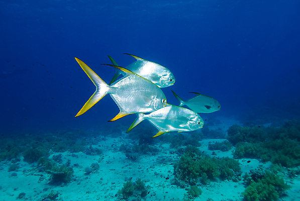 포토 JPG 해외이미지 바다 자연 어류 풍경 사람없음 산호 암초 열대기후 해외202004 해외포토 수중동물 자포동물 생태계 파일형식 이미지허브