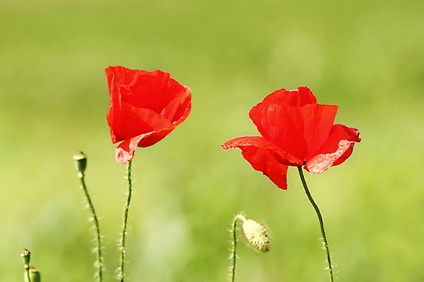 포토 JPG 해외이미지 식물 계절 꽃잎 꽃 백그라운드 잎 2 꽃무늬 밭 자연 사람없음 야외 빨간색 초록색 여름 컬러풀 정원 보라색 침묵 봄 회색 들꽃 수확 벚꽃 가을 시골 신선 개화 복고 양귀비 내추럴 파스텔톤 해외202004 해외포토 컬러 무늬 농업 소리 생태계 파일형식 이미지허브