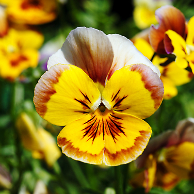 포토 JPG 해외이미지 식물 계절 꽃잎 꽃 백그라운드 자연 사랑 사람없음 여름 컬러풀 노란색 머리 벚꽃 가을 제비꽃 고립 해외202004 해외포토 감정 컬러 신체부위 생태계 파일형식 이미지허브