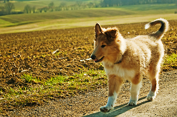 포토 JPG 해외이미지 동물 새끼 백그라운드 밭 포유류 털 사탕 사람없음 빨간색 반려동물 갈색 머리카락 양치기 닫기 개 강아지 문학 송곳니 유래 스코틀랜드 순종 해외202004 해외포토 직업 컬러 농업 모션 디저트 영국 머리 치아 왕 파일형식 이미지허브
