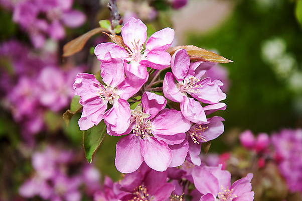 포토 JPG 해외이미지 나무 식물 디자인 계절 꽃잎 꽃 잎 꽃무늬 자연 새로움 사람없음 야외 장식 초록색 파란색 정원 맑음 봄 성장 벚꽃 흰색 나뭇가지 축하 신선 개화 체리 우아함 사과 과수원 원예 꽃수술 해외202004 해외포토 컬러 컨셉 무늬 농업 과일 날씨 취미 생태계 파일형식 이미지허브