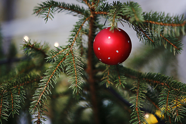포토 JPG 해외이미지 나무 전통 계절 크리스마스 겨울 공 놀이 휴가 선물 사람없음 빨간색 산타클로스 축하 12월 해외202004 해외포토 식물 기념일 컬러 컨셉 날짜 파일형식 이미지허브