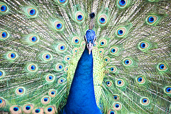 포토 JPG 해외이미지 동물 공원 남자 야생동물 패턴 날개 자연 조류 동물원 사람없음 초록색 파란색 컬러풀 펼침 공작 깃털 질감 꼬리 부리 내추럴 동물상 해외202004 해외포토 공공시설 컬러 무늬 모션 사람 조형물 생태계 파일형식 이미지허브