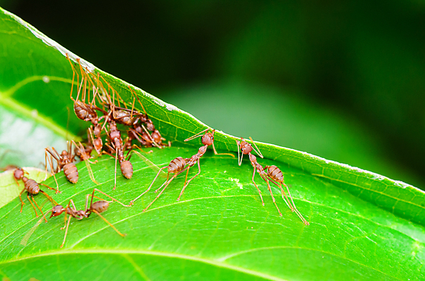 포토 JPG 해외이미지 나무 동물 포즈 곤충 잎 절지류 오렌지 태국 자연 협력 사람없음 건물 초록색 힘 작업 그룹 당기기 닫기 둥지 턱 토막 동맹 내추럴 동물상 투쟁 헬프 해외202004 해외포토 식물 건축물 아시아 컬러 과일 모션 조형물 도움 생태계 파일형식 이미지허브