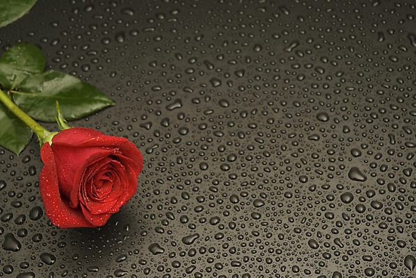 포토 JPG 해외이미지 꽃 백그라운드 사람없음 빨간색 물 장미 검은색 물방울 꽃집 해외202004 해외포토 자연요소 식물 컬러 상점 파일형식 이미지허브