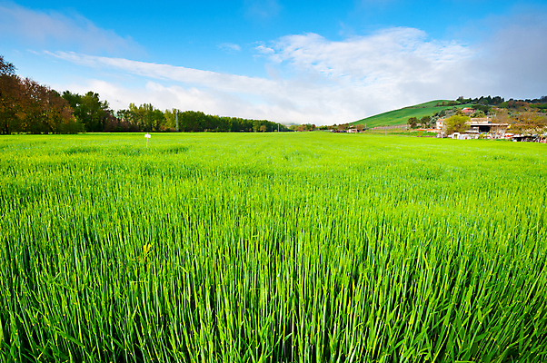 포토 JPG 해외이미지 나무 식물 구름 계절 유럽 길 지구 패턴 밭 농업 건축양식 자연 하늘 산 주택 씨앗 풍경 사람없음 야외 초록색 농작물 농가 농장 농경지 마을 흙 봄 이탈리아 시골 숲 땅 지중해 만취 뿌리기 언덕 포도밭 먼지 땅바닥 밭일 옛날 토스카나 목가 세련 해외202004 해외포토 자연요소 건축 나라 산업 바다 컬러 무늬 모션 바닥 건물 생태계 술취함 파일형식 이미지허브