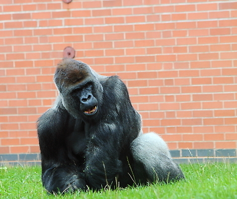 포토 JPG 해외이미지 동물 남자 포유류 초식동물 사람없음 힘 리더 유인원 고릴라 힘찬 해외202004 해외포토 컨셉 사람 파일형식 이미지허브