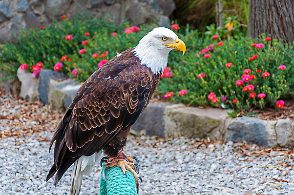 포토 JPG 해외이미지 주간 야생동물 사람없음 야외 독수리 흰머리독수리 해외202004 해외포토 자연요소 동물 조류 파일형식 이미지허브