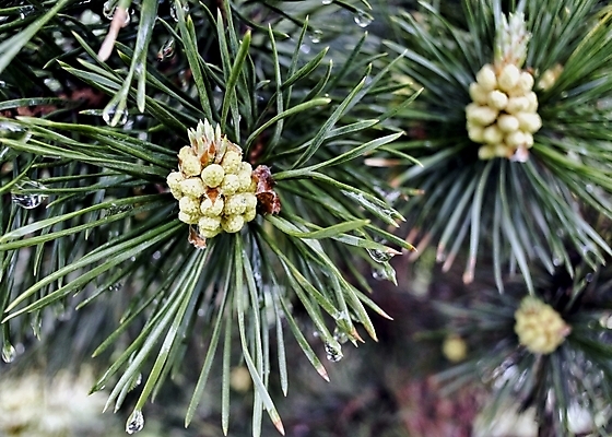 포토 JPG 해외이미지 나무 식물 창 새로움 사람없음 야외 초록색 새싹 봄 나뭇가지 신선 소나무 발사 묘사 질감 아로마 상록수 침엽수 내추럴 총쏘기 해외202004 해외포토 계절 무기 컬러 컨셉 모션 파일형식 이미지허브
