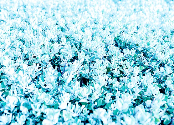 포토 JPG 해외이미지 나무 식물 계절 공원 꽃 백그라운드 잎 자연 벽지 추상 휴식 사람없음 야외 초록색 여름 빛 컬러풀 햇빛 환경 정원 보라색 봄 흰색 신선 붓 질감 내추럴 블러 세이지 재 텍사스 해외202004 해외포토 공공시설 컬러 컨셉 무늬 태양 미국 생태계 파일형식 이미지허브