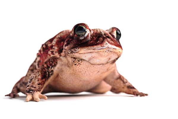 포토 JPG 해외이미지 동물 유럽 백그라운드 일러스트 파충류 자연 수채화 양서류 사람없음 3D 흰색 숲 피부 만들기 두꺼비 고립 현실 해외202004 해외포토 나라 컬러 모션 신체부위 디지털합성 생태계 파일형식 이미지허브