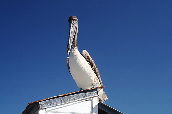 포토 JPG 해외이미지 동물 바다 자연 조류 경비 사람없음 야외 가로 펠리컨 손목시계 깃털 사냥 해외202004 해외포토 시계 장신구 안전 보호 생태계 파일형식 이미지허브