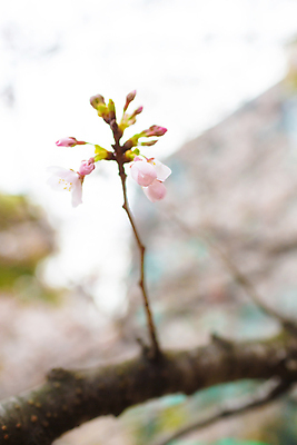 포토 JPG 해외이미지 꽃 아시아 여행 자연 휴가 사람없음 관광지 빛 일본 벚꽃 도쿄 내추럴 해외202004 해외포토 식물 나라 생태계 파일형식 이미지허브