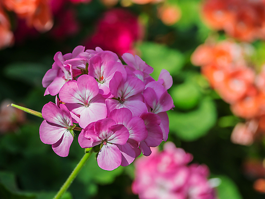포토 JPG 해외이미지 식물 꽃잎 꽃 야생동물 줄기 백그라운드 꽃무늬 자연 벽지 사람없음 장식 환경 보라색 활발 벚꽃 개화 제비꽃 원예 향기 꽃가루 내추럴 강렬 생태학 아르메니아 영원 해외202004 해외포토 동물 교육 컬러 컨셉 무늬 취미 가루 생태계 냄새 파일형식 이미지허브