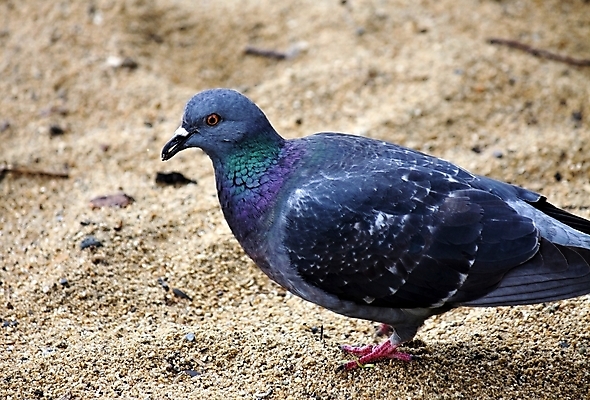 포토 JPG 해외이미지 동물 1 응시 호수 야생동물 음식 모래 날개 자연 조류 앉기 사람없음 야외 여름 파란색 평화 걷기 마을 산책 회색 자유 깃털 비둘기 부리 태평양 내추럴 해외202004 해외포토 시선 계절 바다 컬러 컨셉 모션 휴식 생태계 파일형식 이미지허브
