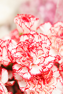 포토 JPG 해외이미지 꽃 분홍색 사람없음 아웃포커스 카네이션 해외202004 해외포토 식물 컬러 촬영기법 파일형식 이미지허브