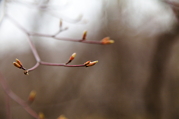포토 JPG 해외이미지 나무 식물 계절 공원 꽃 백그라운드 잎 일러스트 자연 하늘 새로움 사람없음 야외 초록색 여름 빛 햇빛 태양 환경 정원 봄 성장 광선 흰색 나뭇가지 신선 사과 숲 고립 옛날 카피스페이스 해외202004 해외포토 자연요소 공공시설 컬러 컨셉 과일 공백 생태계 파일형식 이미지허브