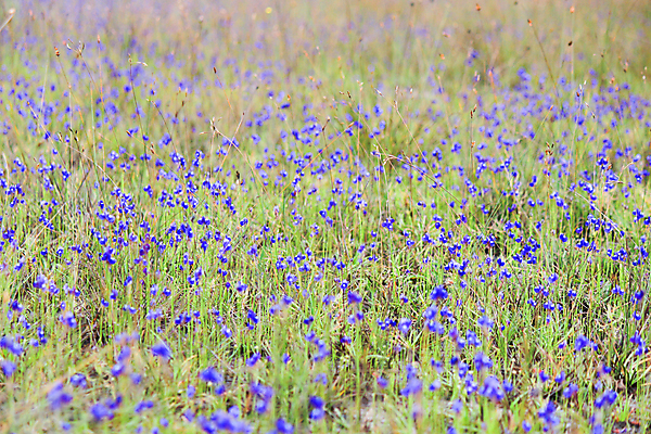포토 JPG 해외이미지 식물 꽃 태국 자연 국립공원 사람없음 초록색 보라색 숲 제비꽃 자연백그라운드 해외202004 해외포토 공원 아시아 컬러 백그라운드 생태계 파일형식 이미지허브