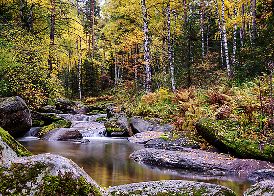 포토 JPG 해외이미지 나무 자연 산 이끼 풍경 사람없음 초록색 물 강 봄 폭포 흐름 가을 바위 개울 숲 암초 해외202004 해외포토 자연요소 식물 계절 컬러 컨셉 돌_바위 생태계 파일형식 이미지허브