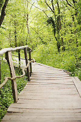 포토 JPG 해외이미지 나무 길 잎 산 풍경 사람없음 야외 초록색 맑음 숲 오솔길 불가리아 해외202004 해외포토 식물 컬러 날씨 파일형식 남유럽 이미지허브