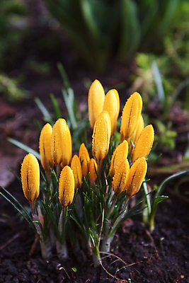 포토 JPG 해외이미지 식물 계절 공원 꽃잎 꽃 잎 겨울 꽃무늬 전구 자연 바람 사람없음 야외 초록색 물 노란색 머리 정원 봄 활발 성장 벚꽃 신선 개화 그룹 떨어짐 해외202004 해외포토 자연요소 공공시설 컬러 컨셉 무늬 날씨 신체부위 생태계 파일형식 이미지허브