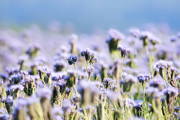 포토 JPG 해외이미지 식물 계절 꽃잎 꽃 꽃무늬 밭 농업 자연 하늘 풍경 사람없음 가로 초록색 여름 파란색 보라색 성장 벚꽃 시골 내추럴 해외202004 해외포토 산업 컬러 무늬 생태계 파일형식 이미지허브