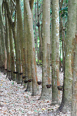 포토 JPG 해외이미지 나무 도로 길 바다 농업 태국 사람없음 정원 산책 목표 고무 깊이 줄서기 해외202004 해외포토 식물 산업 아시아 컨셉 교통시설 모션 휴식 파일형식 이미지허브