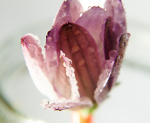 포토 JPG 해외이미지 식물 꽃잎 꽃 분홍색 백그라운드 꽃무늬 자연 선물 사랑 사람없음 장식 빨간색 물 여름 컬러풀 머리 정원 봄 젖음 벚꽃 신선 개화 닫기 떨어짐 이슬 묘사 만족 싱글 질감 내추럴 고립 해외202004 해외포토 자연요소 계절 감정 컬러 컨셉 무늬 모션 신체부위 생태계 파일형식 이미지허브