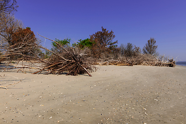 포토 JPG 해외이미지 나무 식물 공원 지구 모래 바다 섬 자연 날씨 휴가 따뜻함 그림자 사람 풍경 사람없음 초록색 물 파란색 글로벌 햇빛 환경 맑음 미국 침묵 나뭇가지 죽음 만 뜨거움 보호 습지 홍수 썰물 부식 사냥 기후변화 혼자 해외202004 해외포토 자연요소 공공시설 컬러 컨셉 북아메리카 태양 소리 변화 자연재해 생태계 파일형식 이미지허브
