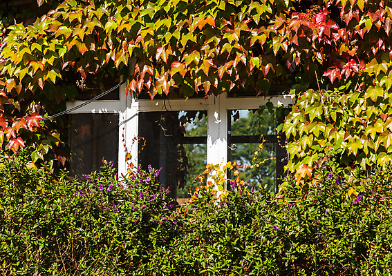 포토 JPG 해외이미지 식물 외관 벽 잎 건축양식 창문 자연 유리 벽돌 주택 프레임 사람없음 야외 건물 빨간색 초록색 여름 환경 성장 가을 시골 덩굴 시골집 포도나무 아이비 옛날 해외202004 해외포토 건축물 계절 건축 컬러 재질 과일나무 생태계 파일형식 이미지허브