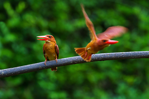 포토 JPG 해외이미지 동물 여자 남자 아시아 야생동물 날개 자연 조류 앉기 동양인 사람없음 빨간색 컬러풀 관찰 황무지 숲 열대우림 손목시계 깃털 내추럴 더블 물총새 해외202004 해외포토 나라 시계 컬러 장신구 모션 사람 인종 생태계 파일형식 이미지허브