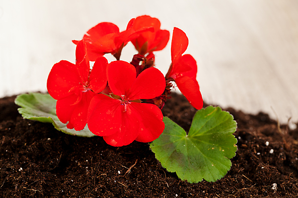 포토 JPG 해외이미지 식물 꽃 백그라운드 잎 새로움 사람없음 장식 흙 성장 원예 설정 해외202004 해외포토 컨셉 취미 파일형식 이미지허브
