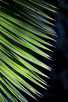 포토 JPG 해외이미지 나무 식물 디자인 선 백그라운드 잎 패턴 자연 추상 손바닥 그림자 사람없음 야외 초록색 빛 햇빛 환경 맑음 줄무늬 활발 성장 나뭇가지 신선 부채 숲 큼 열대우림 묘사 질감 정맥 내추럴 이국적 효과 해외202004 해외포토 손 컬러 컨셉 무늬 날씨 태양 크기 생태계 혈관 파일형식 이미지허브