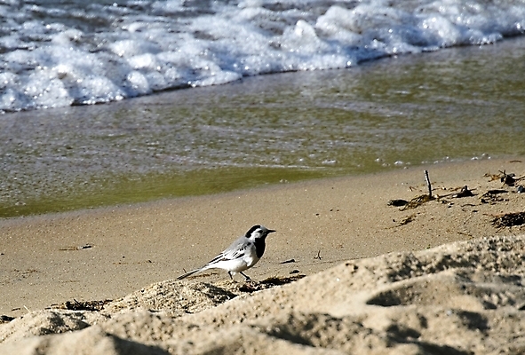 포토 JPG 해외이미지 동물 호수 야생동물 파도 백그라운드 자연 조류 표면 사람없음 물 환경 회색 작음 깃털 서식지 생태학 잔물결 해외202004 해외포토 자연요소 교육 물결 바다 컬러 크기 생태계 파일형식 이미지허브