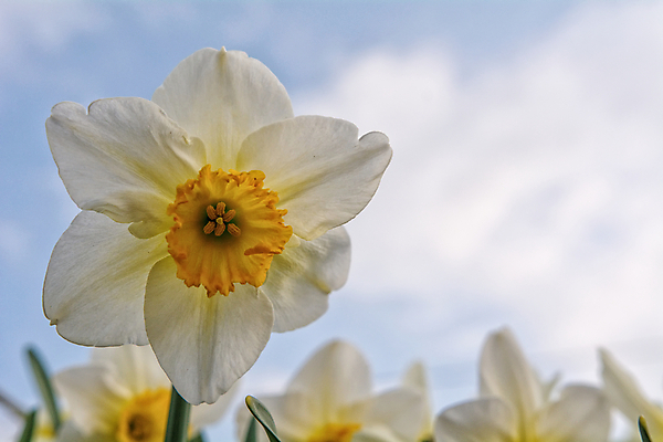포토 JPG 해외이미지 식물 계절 꽃 꽃다발 백그라운드 컨셉 꽃무늬 자연 하늘 부활절 사람없음 장식 초록색 파란색 컬러풀 노란색 정원 봄 흰색 신선 개화 수선화 내추럴 해외202004 해외포토 기념일 컬러 무늬 생태계 파일형식 이미지허브
