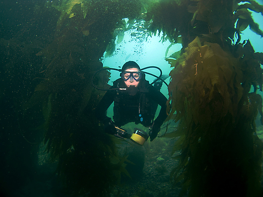 포토 JPG 해외이미지 스포츠 어류 가면 한명 카메라 수중 수영 미국 장비 사진사 캘리포니아 지느러미 태평양 로스앤젤레스 다시마 해외202004 해외포토 1 바다 북아메리카 사람 전자제품 수중동물 수상스포츠 해조류 작가 파일형식 이미지허브
